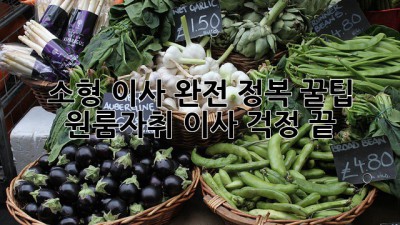 소형 이사 완전 정복 꿀팁🍯 원룸/자취 이사 걱정 끝!